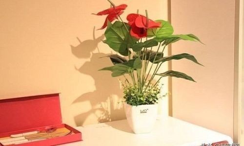 家中如何摆放植物