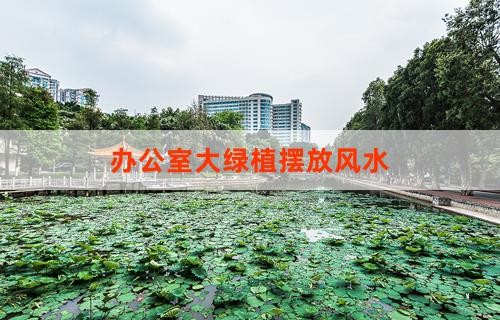 办公室大绿植摆放风水