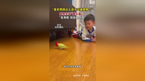 “谁家鹦鹉这么遵守交通规则？”竟然主动“戴头盔”！“变身吧 愤怒的小鸟”