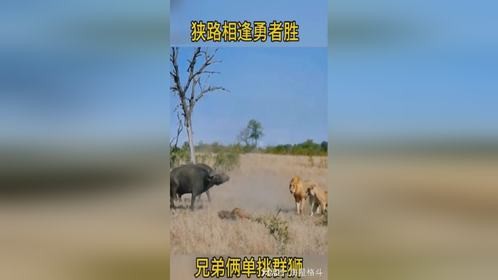 狭路相逢勇者胜，兄弟俩单挑群狮