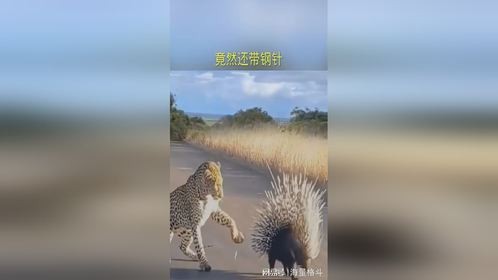 竟然还带钢针