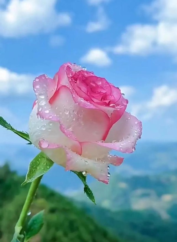 心有山海，静而不争