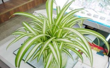 室内装修快速除味六方法