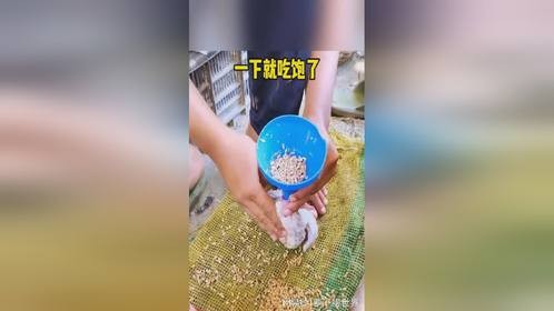 这一下就喂饱了！