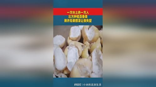 一方水土养一方人，北方种植百香果，剥开后果然没让我失望