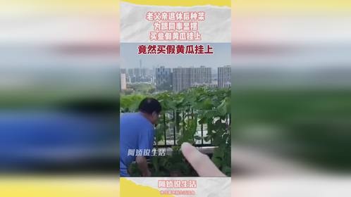 老父亲退休后种菜，为跟同事显摆，买些假黄瓜挂上