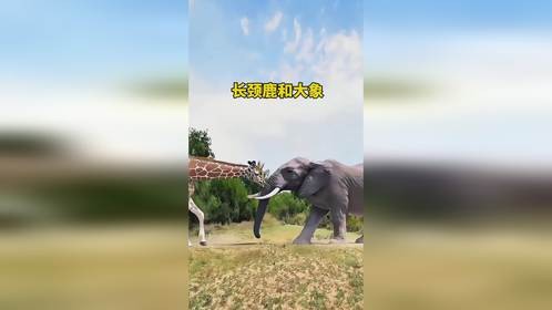 长颈鹿和大象扭在一起