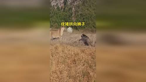 疣猪拱向狮子