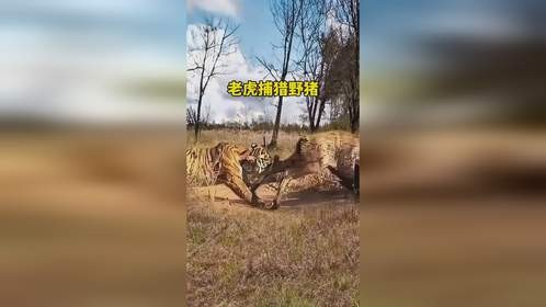 老虎咬住野猪的腿不放