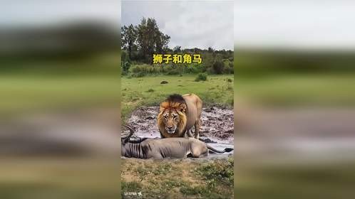狮子和角马