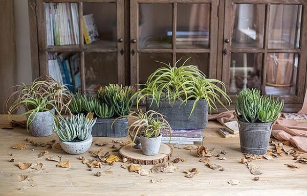 种草几盆清新仿真小盆景 顺手造个绿色森林家