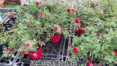 日本建材市场准备花园的材料，我和佳爸锄草的地方给大家看看效果