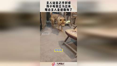 主人说自己手好痒，狗子听到立马过来，明白主人是想撸狗了！
