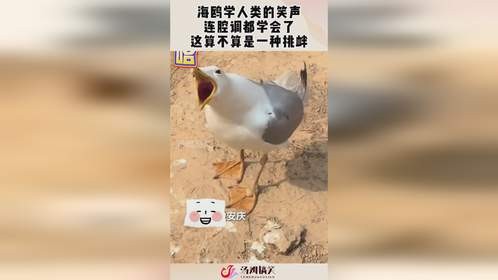 海鸥学人类的笑声，连腔调都学会了，这算不算是一种挑衅！
