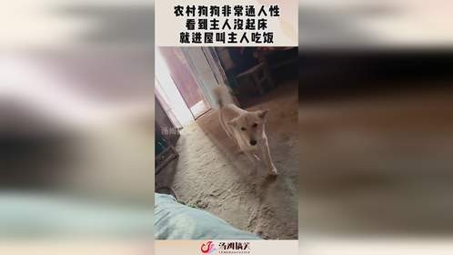 农村狗狗非常通人性，看到主人没起床，就进屋叫主人吃饭！