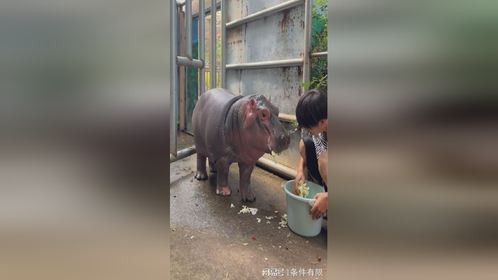 小屁孩既能吃又能睡的