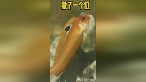 天气炎热，撤了一个鱼缸
