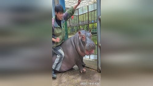 我的三折叠带膘侍卫