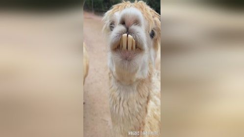 来自羊村最靓的仔