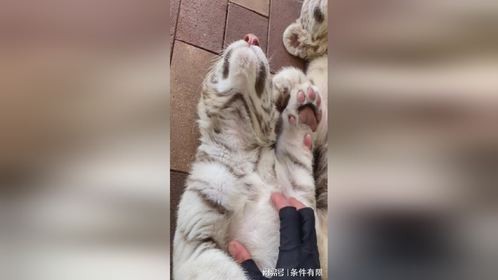 睡着之后的大猫咪居然不怕痒