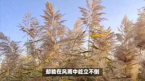 葭字取名的寓意是什么？