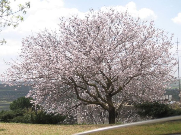 Prunus dulcis, el nombre científico del almendro.