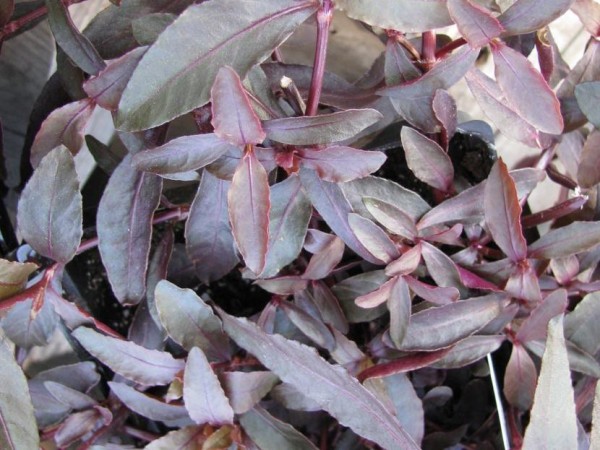 Planta de la especie Alternanthera dentata