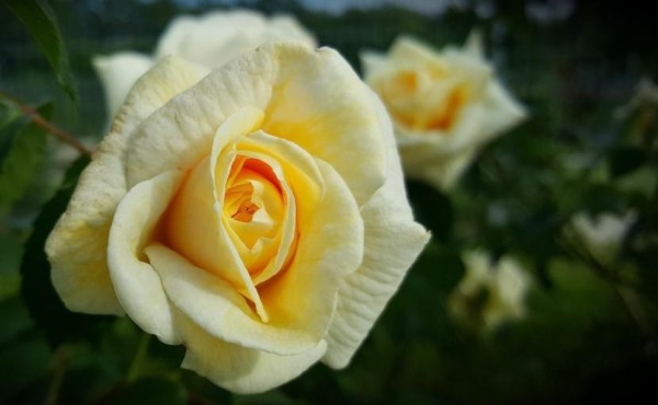 Rosa de color blanco