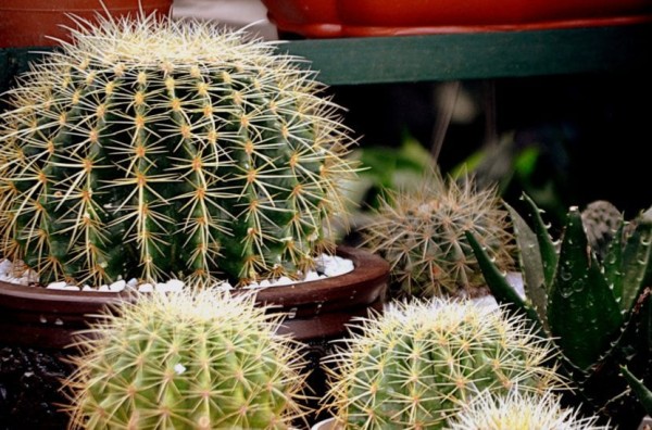 Echinocactus en maceta