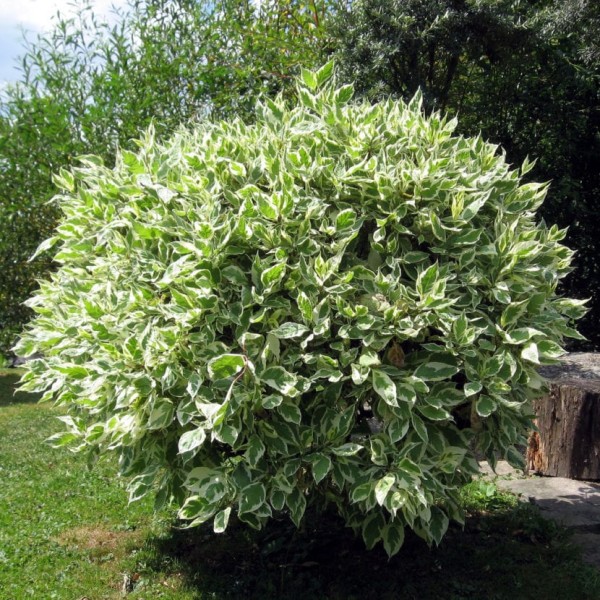 Ficus benjamina en el jardín