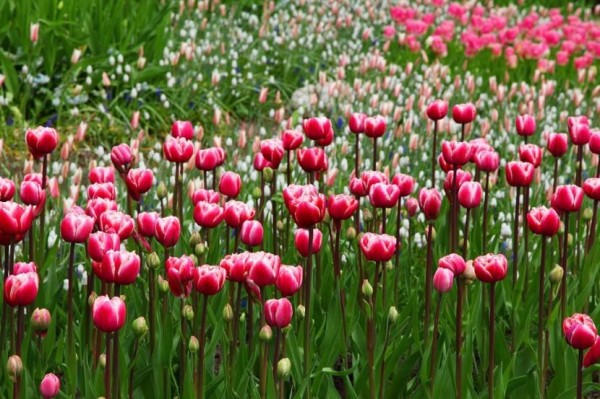Tulipanes en el jardín