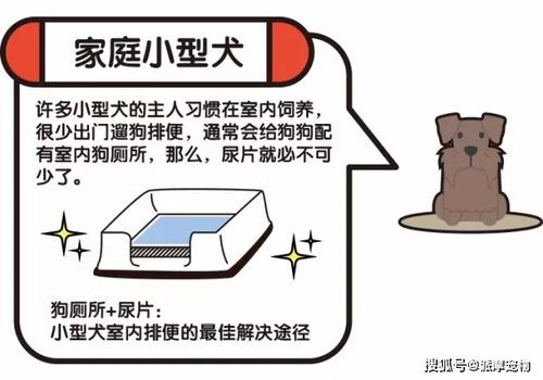探究宠物尿臭味成因及除臭妙招