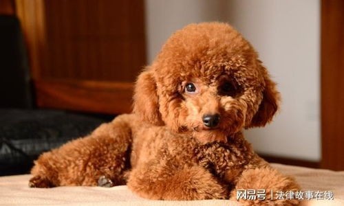 泰迪除味妙招,轻松告别体味困扰!