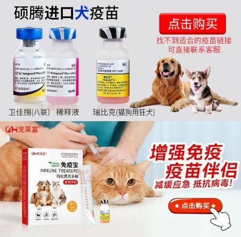宠物异味困扰?学会除味妙招!