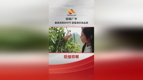 邯郸广平：桑葚成熟好时节 甜蜜邀您来品尝