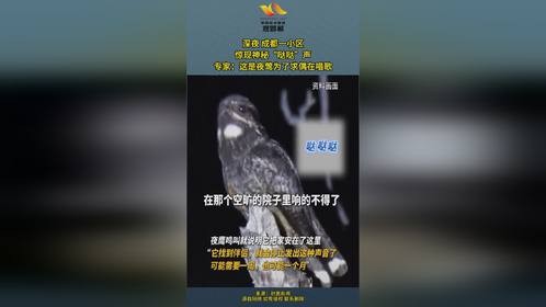 深夜 成都一小区惊现神秘“哒哒”声 专家：这是夜莺为了求偶在唱歌