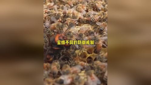 蜜蜂不同的防御机制蜜蜂不同的防御机制