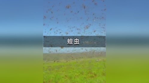 蝗灾有多多可怕？