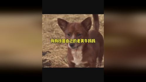 狗狗找回了自己的老黄牛妈妈狗狗找回了自己的老黄牛妈妈