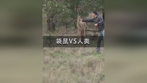 袋鼠和人类干一架，胜算有多大？