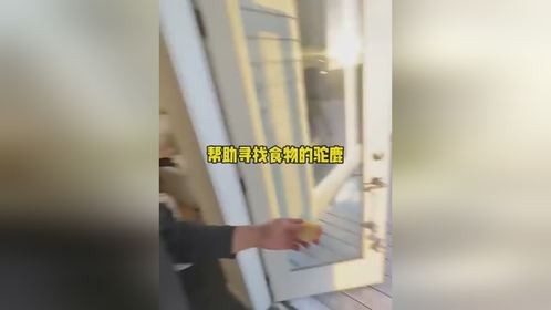 帮助寻找食物的驼鹿帮助寻找食物的驼鹿