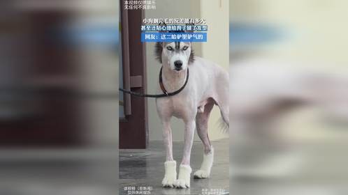 小狗剃完毛的反差能有多大，甚至还贴心地给狗子留了发型，网友：这二哈驴里驴气的