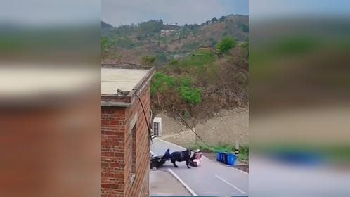 电瓶车越线撞拉车的牛自己当场倒地不起 牛见骑手能动后“逃逸”