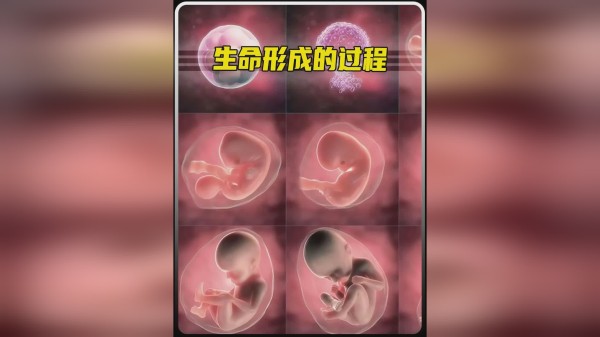 生命是如何形成的？感谢妈妈赋予的生命