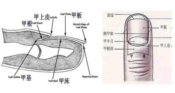 月牙是健康指示灯！短期内，若骤增或消失，多半与甲状腺疾病有关
