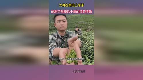 大哥在茶山上采茶，使出了积攒几十年的采茶手法