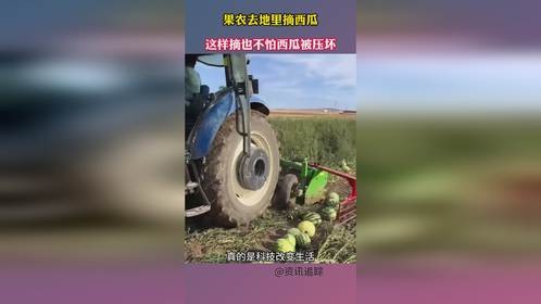 果农去地里摘西瓜，这样摘也不怕西瓜被压坏