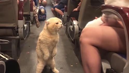 橘猫坐火车，回来发现主人抱着别的猫，瞬间发飙：给本喵下来！