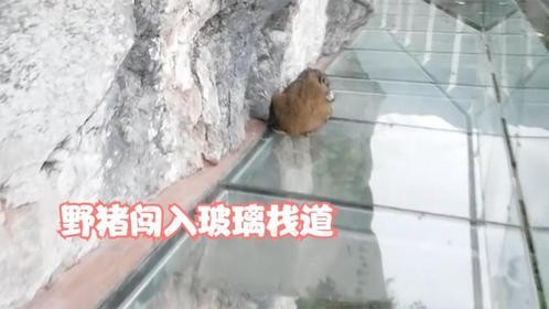 野猪闯入玻璃栈道，四腿不停打滑，从没见过这么搞笑的野猪