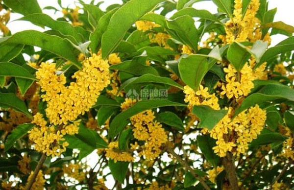 桂花有什么用途